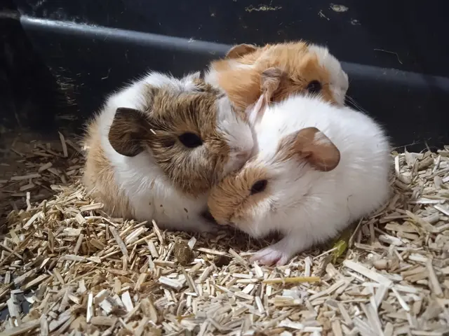Le dernier Délié consacré aux Animaux en médiation